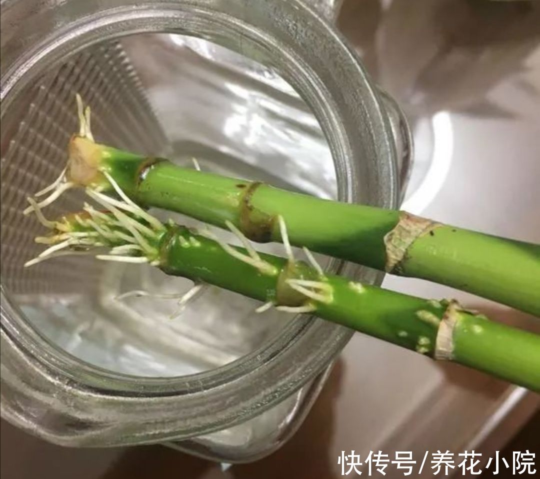 富贵竹|水培富贵竹，做好4个要点，半个月长出大白根，枝叶茂盛