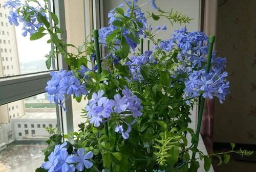 几种花卉养护有技巧，天冷要干养，过冬才能更容易