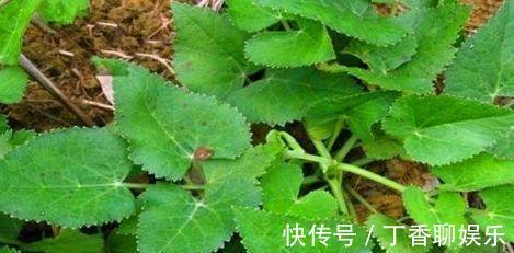 清肠排毒|秋季养生要会吃。常吃3物，清肠排毒、促进消化、化痰止咳