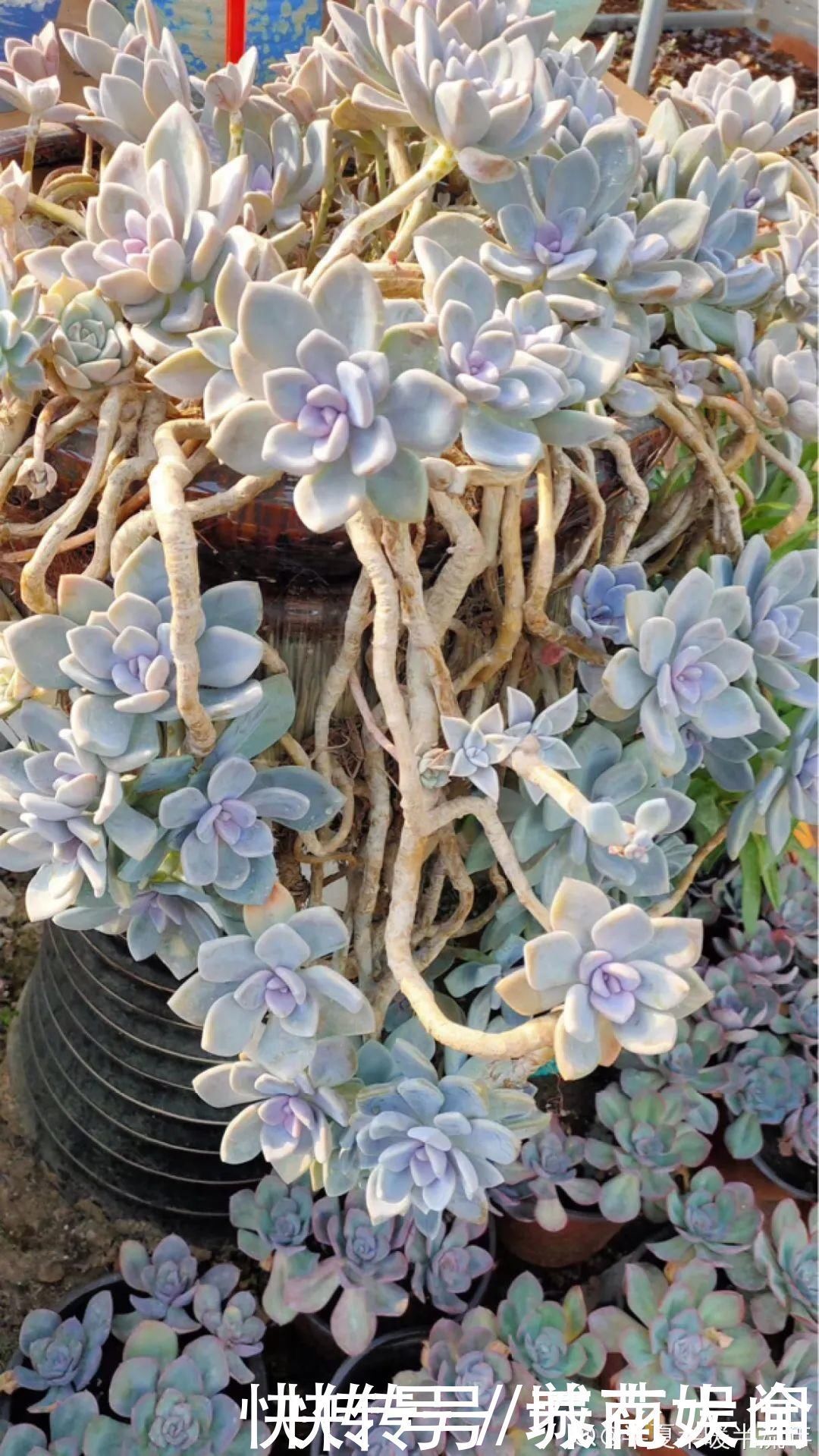 耐旱|超级耐旱花，整个冬天不浇水，还能胖一圈