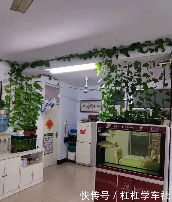 养绿萝“拉一拉”,长得满屋都是,4个方法一学就会!