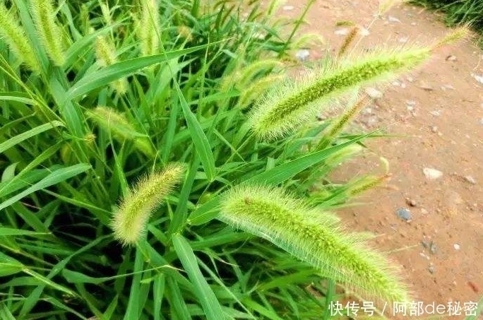 明目|十个人九个腰痛，用此野草泡水喝，宣肺止咳，明目，早喝早好