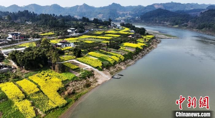 眉山|四川眉山乐山岷江两岸油菜花开引人醉