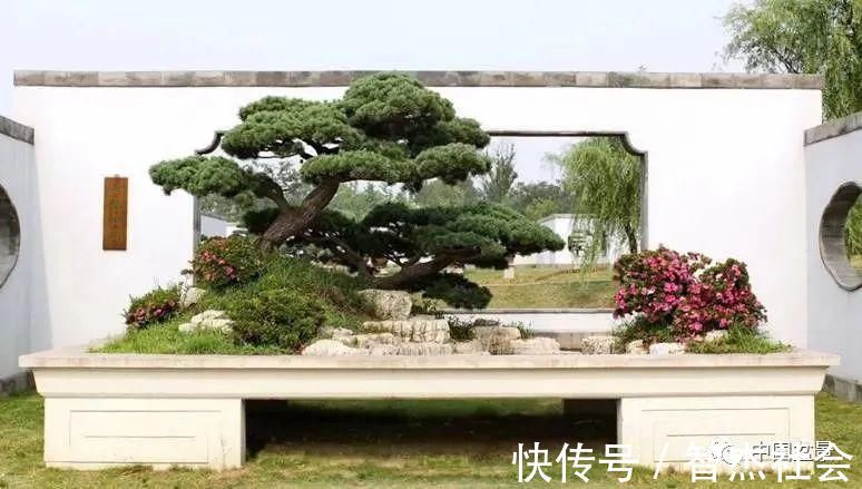 盆景@赵庆泉:请别叫我“大师”,我就是个“做盆景的”