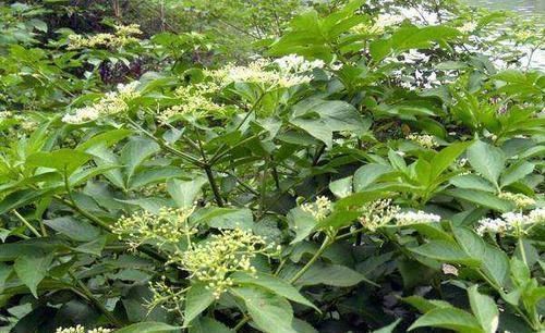 八棱麻|乡下的这种野草,被誉为“接骨草”,专治骨折,颈椎病关节炎