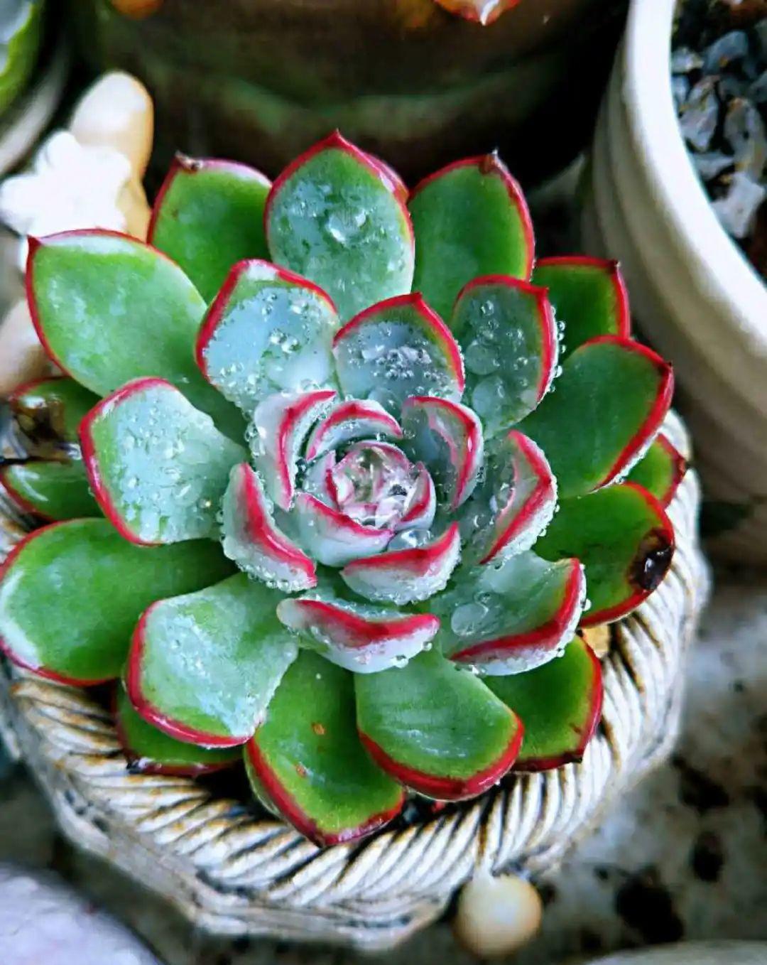 梦露|多肉中的“混血宝宝”,你家有吗?