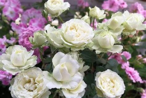 养花试试这几款，花朵美丽喜庆花香清新如画