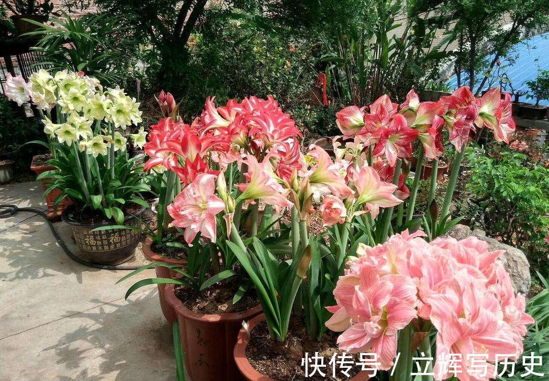 叶片|16种花被誉为冬日里的“开花机器”，喜欢就可以养起来，又美又香