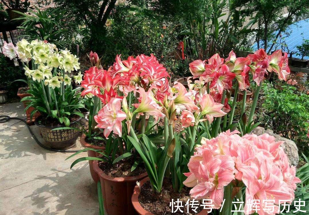 16种花被誉为冬日里的“开花机器”,喜欢就可以养起来,又美又香