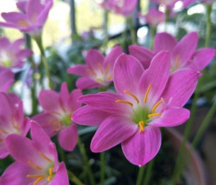 家中必备的4种花,花大色艳颜值高,还能散发怡人花香