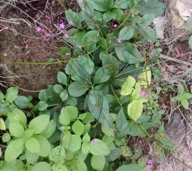 乡间土生土长的人参是一种高级补品,滋补强身,价值连城