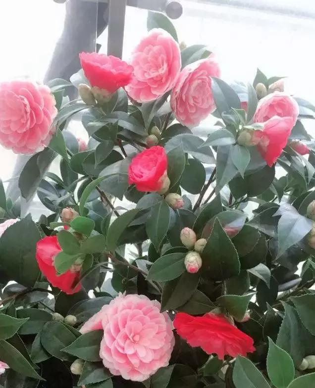 废水|养花土“干巴巴”,3种“废水”浇盆里,土壤松松软软像“面包”