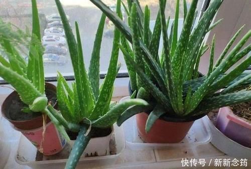 芦荟喜光畏寒怕涝，如何盆栽成老桩？养护专家告诉你
