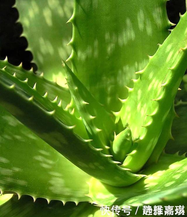 养芦荟记住此2点,叶片肉厚发光,嫩芽多的挤裂花盆