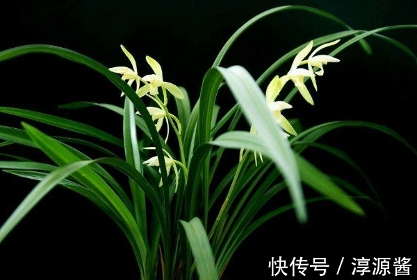 养兰|兰花空根难养活，养兰注意3个方面，兰花空根及时发现，养护更轻松