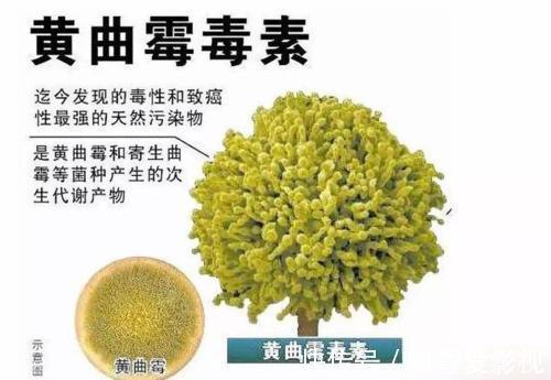 放入冰箱|馒头放冰箱超三天,会产生黄曲霉?医生:不宜放冰箱的是三种蔬菜