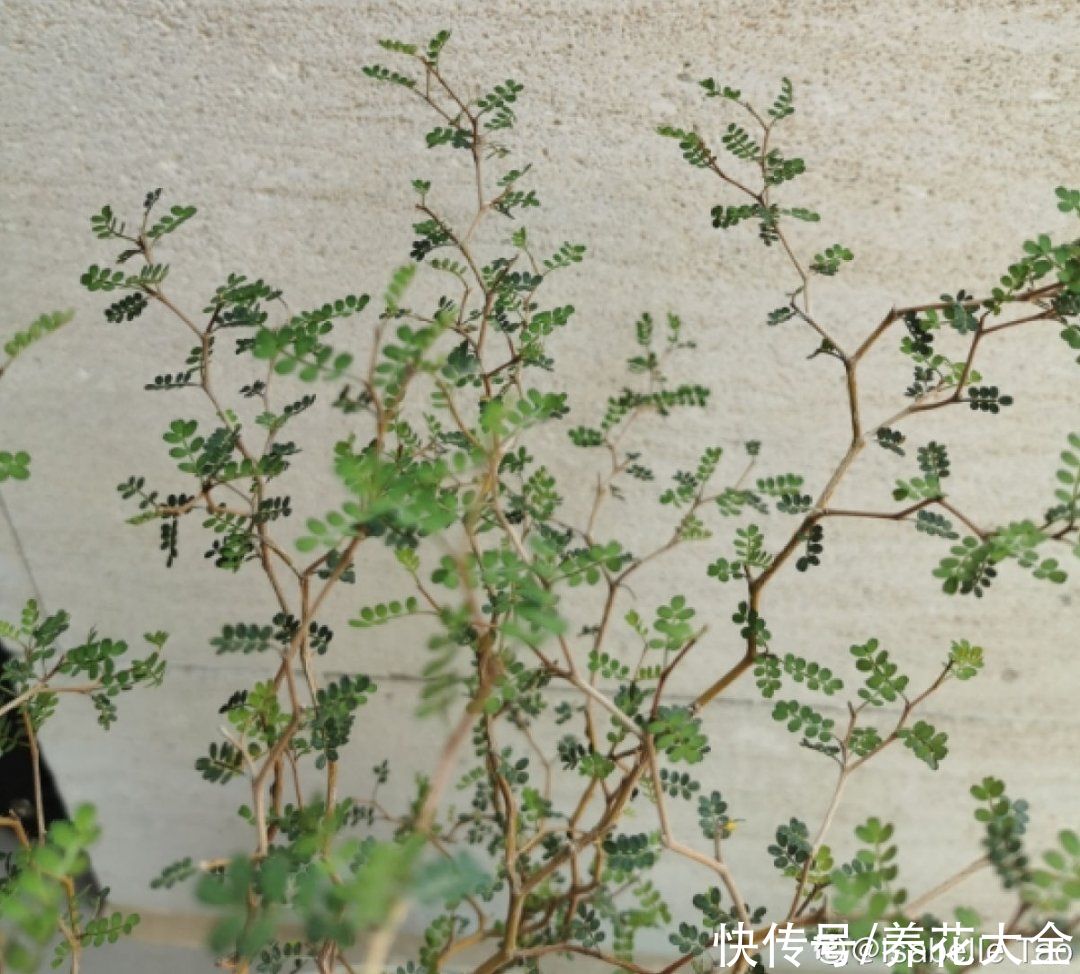 绿萝|家里别只养绿萝，15种精致耐阴花，光照不好也能长很美