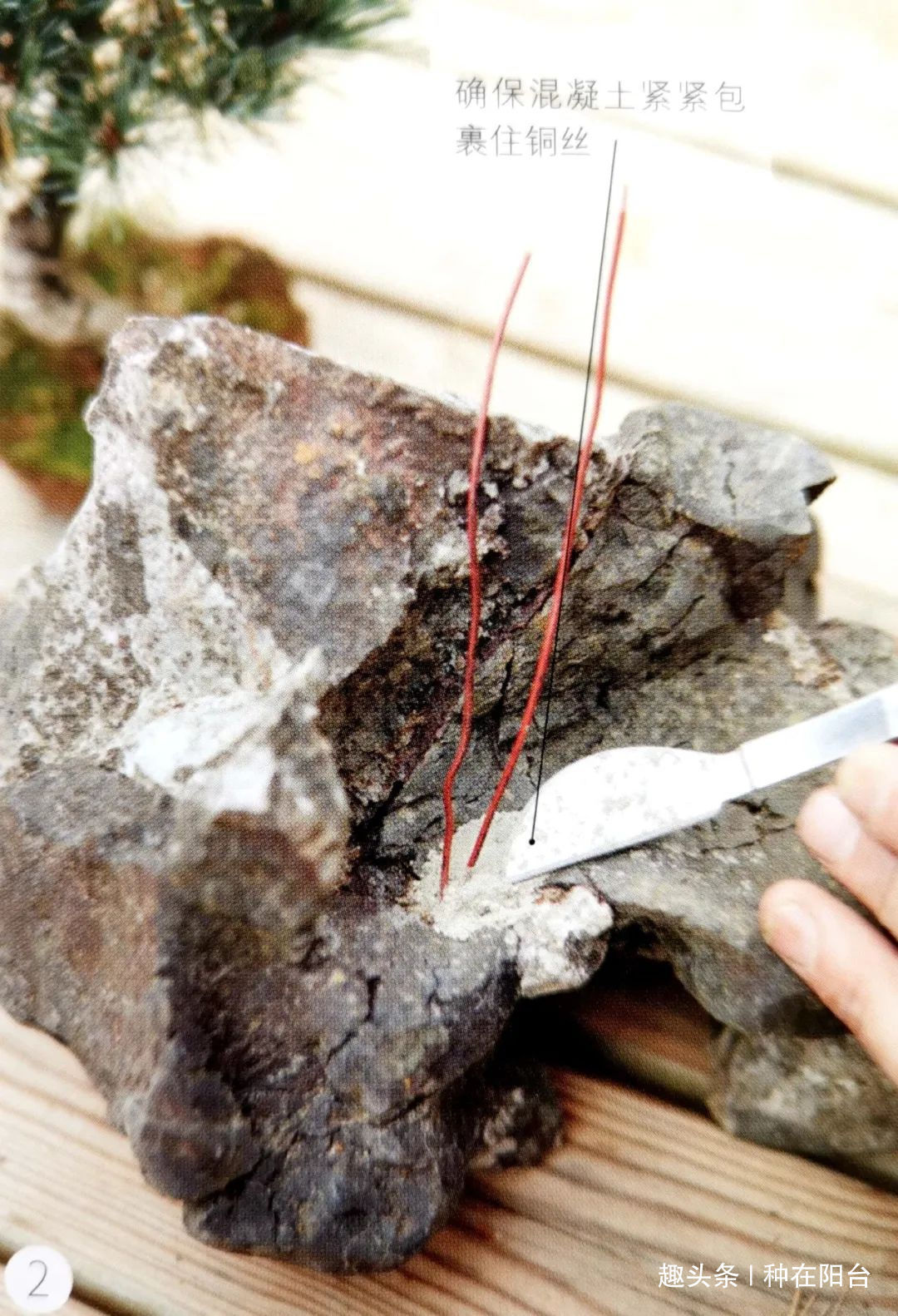 魅力|“岩石与树枝”一步步完美契合,叹服附石盆景的魅力无人能挡!