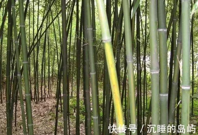 桂竹|26种 · 竹子大全
