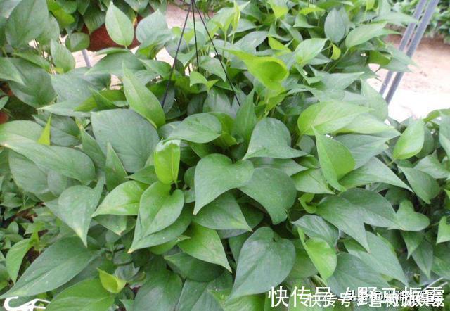 养花|家中常见一种料,花盆里放一勺,就是万能肥,养花非常赞,呼呼长