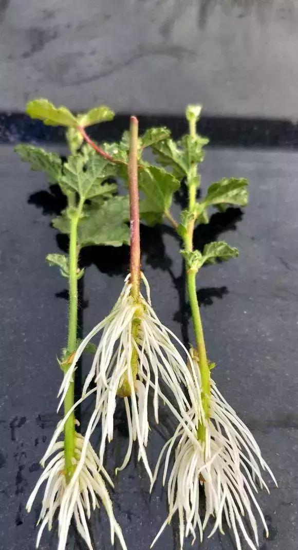 塑料瓶里装点水,能插20种花,生根不用愁,新手一学就会!