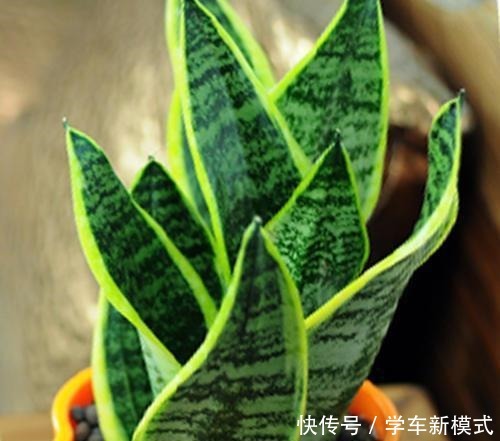 虎皮兰怎么窜高快给它喂点好东西，蹭蹭长叶两米高！