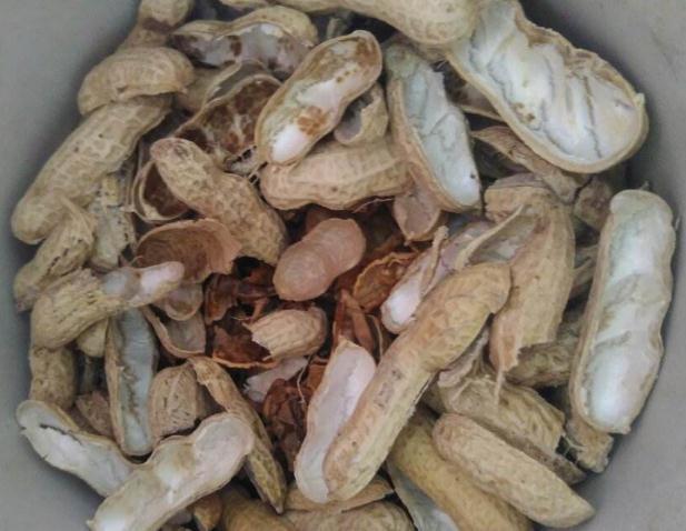 室内养多肉,一个小方法,比“化肥”好用百倍,半年不管也肥嘟嘟