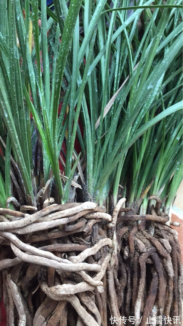 为啥你换盆后花草都蔫了这几件事没做好，分分钟叶子掉光变秃头