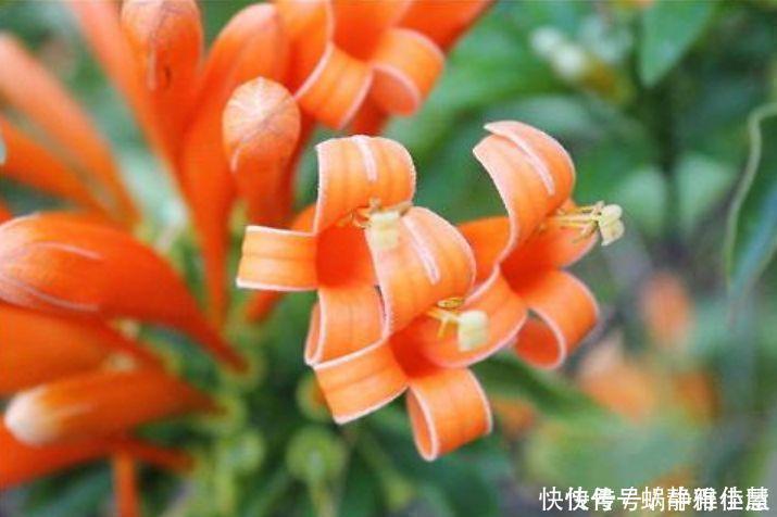 4种花对待懒人超友好的，一个月不浇水都没事，颜值超高的