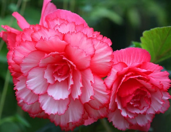 家养“树中奇花”，花开似牡丹，更胜海棠花，花开三季、好养活