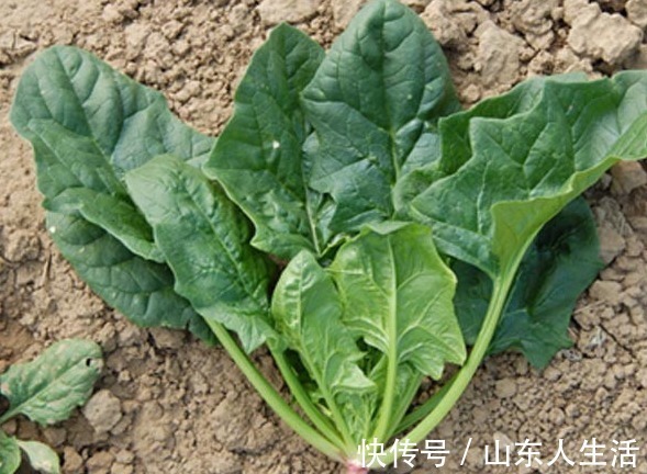 禁忌|爱吃菠菜的人要注意,有3大禁忌要了解,别怪我没提醒你