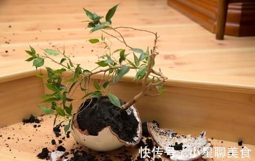 盆栽|盆景的翻盆换土操作,记住4个要领,根系强健,生长旺盛