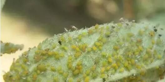 浇花|花妈妈养花15年,浇花时都要加点“神水”,花长的太美了,真神奇