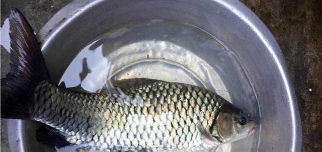 这种鱼种肉质鲜嫩,营养价值与600元一斤的价格配得上!
