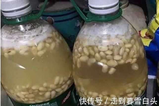 养花|黄豆、豆渣养花有“技巧”,这样处理一下,效果比花肥强,很实用