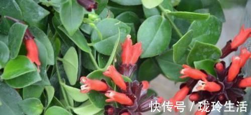 养护|过新年，养此7种富贵花，开花红红火火，好运滚滚来