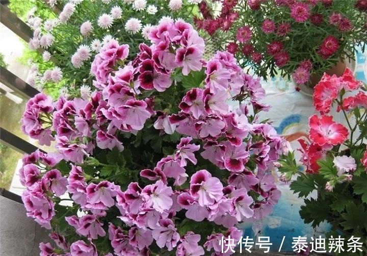 防盗窗养这5盆花,开花多、花期长,邻居看了都眼红