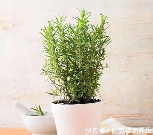 想让家里病菌少,就养这五种植物,漂亮又好养,家里至少要有一种!