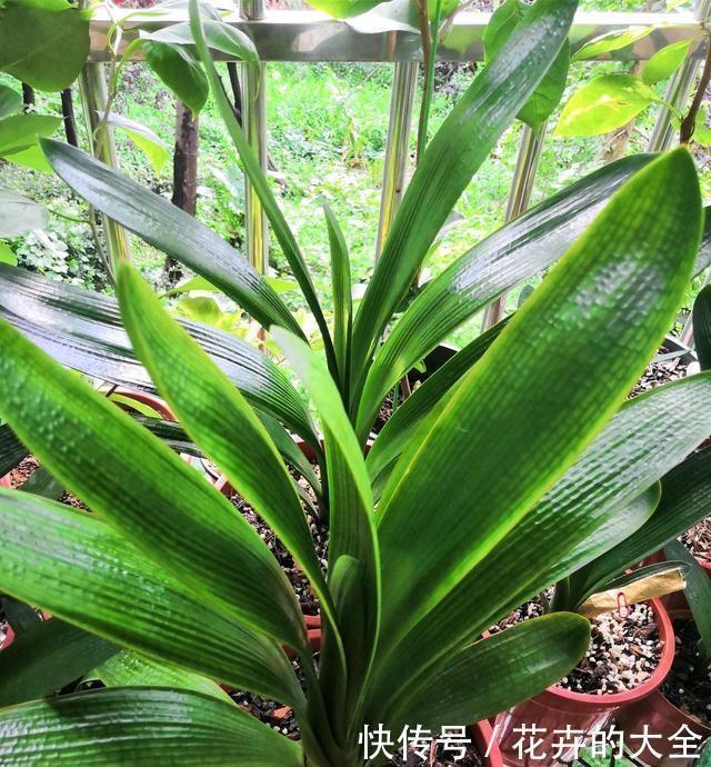 养君子兰趁现在,多做2件事,长成大白菜,满盆冒花箭