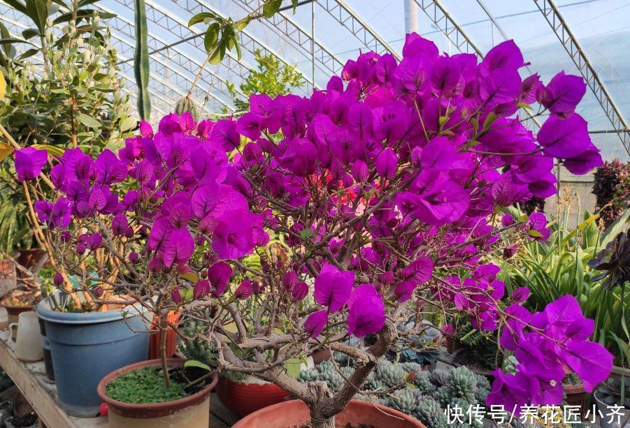 三角梅的正确打理技巧，买到就要做对，养护才简单，才能四季开花