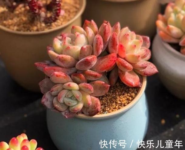 多肉植物四季养护简书,新手篇