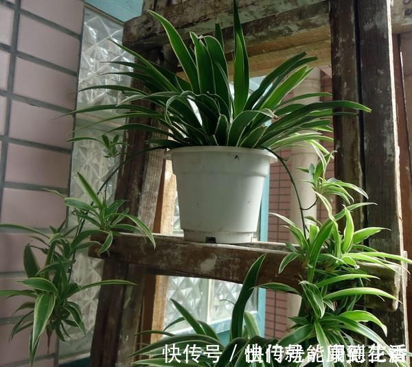 异味|卫生间就养这“4种盆栽”,去异味,吸潮气,养眼好打理