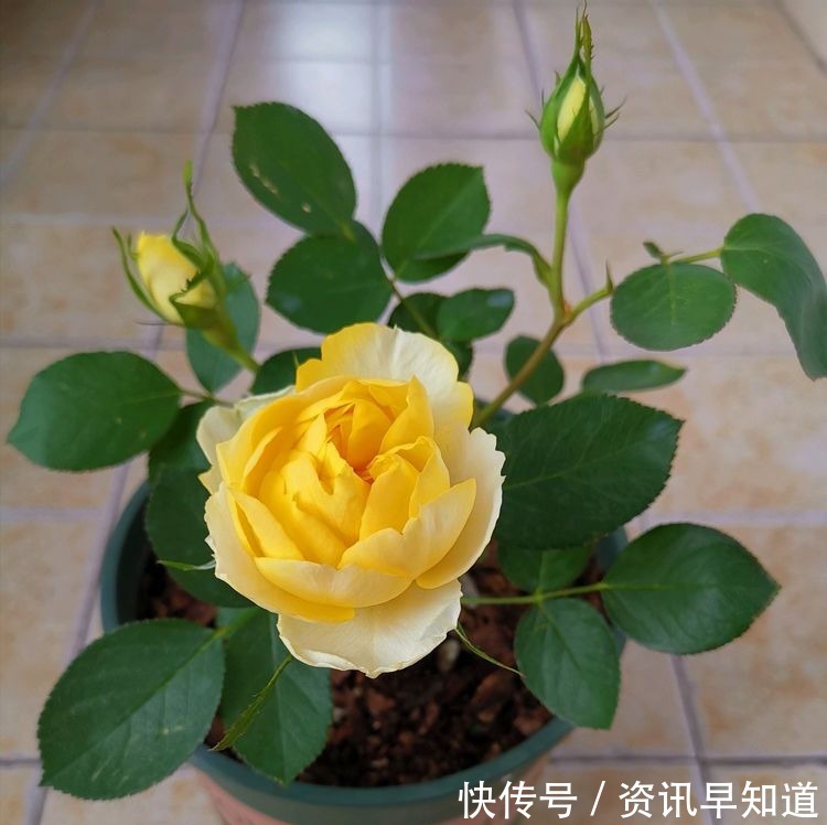 喜欢玫瑰,不如养盆“高档玫瑰”汤姆奥桑特,深樱桃红色,水果香