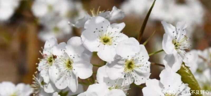 纳兰性德见到梨花纷纷飘落,想到了逝世的妻子,写下一首感人的词