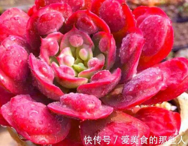 多肉雨滴有多美