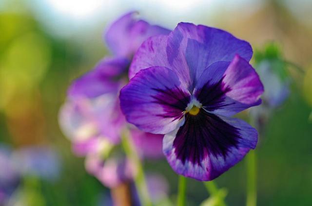 3种花很受欢迎,开花漂亮很好养,花期长达半年,花色丰富能爆盆