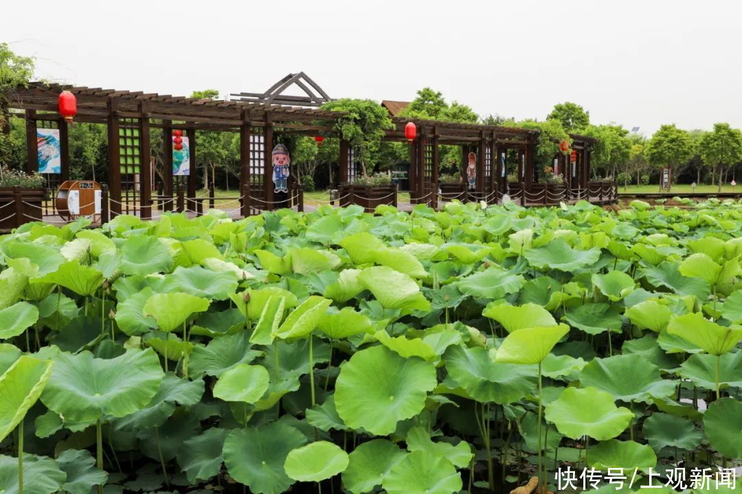 花车|毕业季遇见端午假期，来崇明这样玩准没错