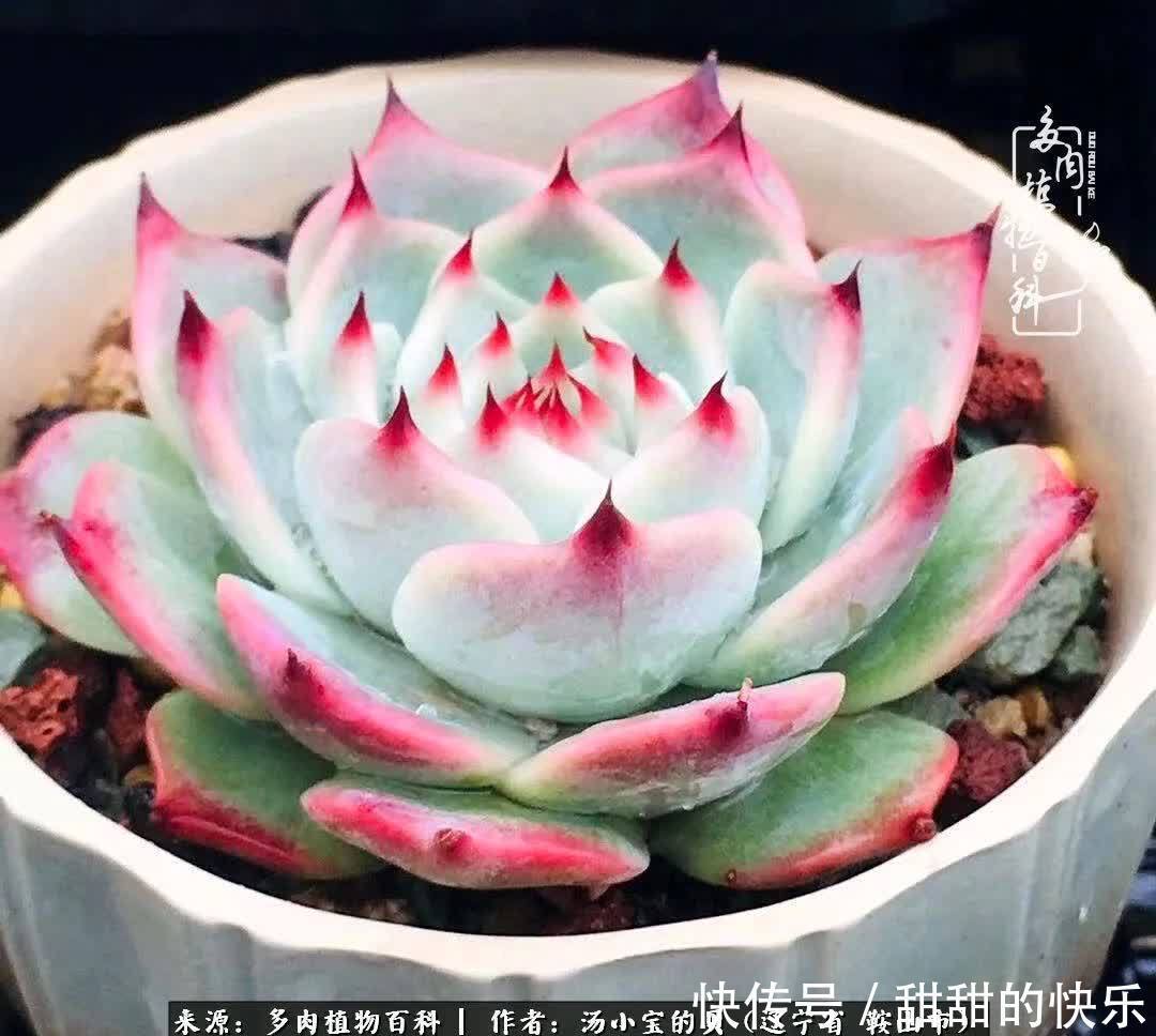 蚧壳虫|远嫁他乡,多肉是我孤寂时最美的陪伴!