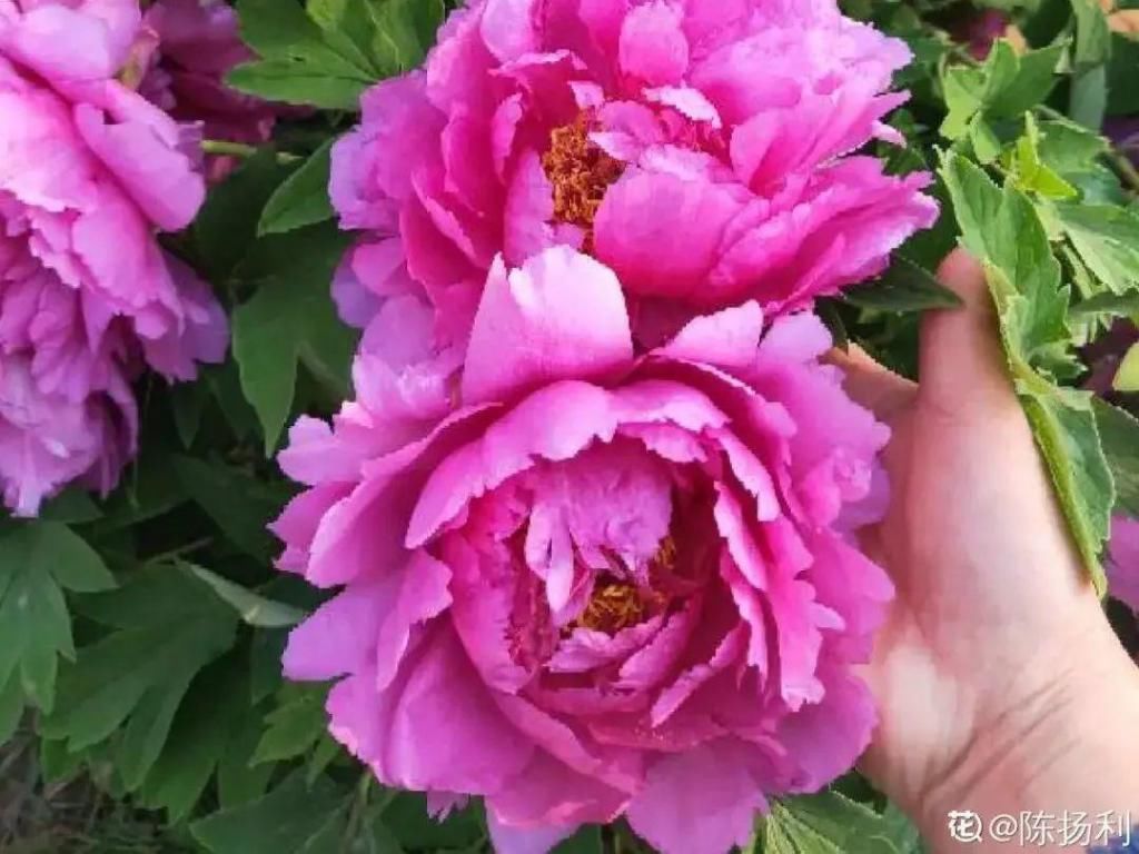 大门口种的花，开花好看，回忆满满