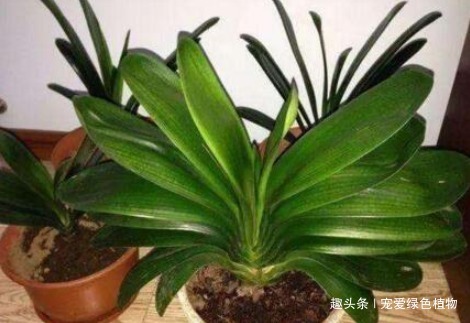 厨房里的“它”,兑水搅一搅,就是“万能生长肥”,养啥旺啥!